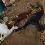 Wagholi Leopard Attack वाघोली येथे बिबट्याची दहशत ! पहाटेच्या हल्ल्यात ६ शेळ्या ठार; ग्रामस्थांमध्ये भीती Wagholi Leopard Attack