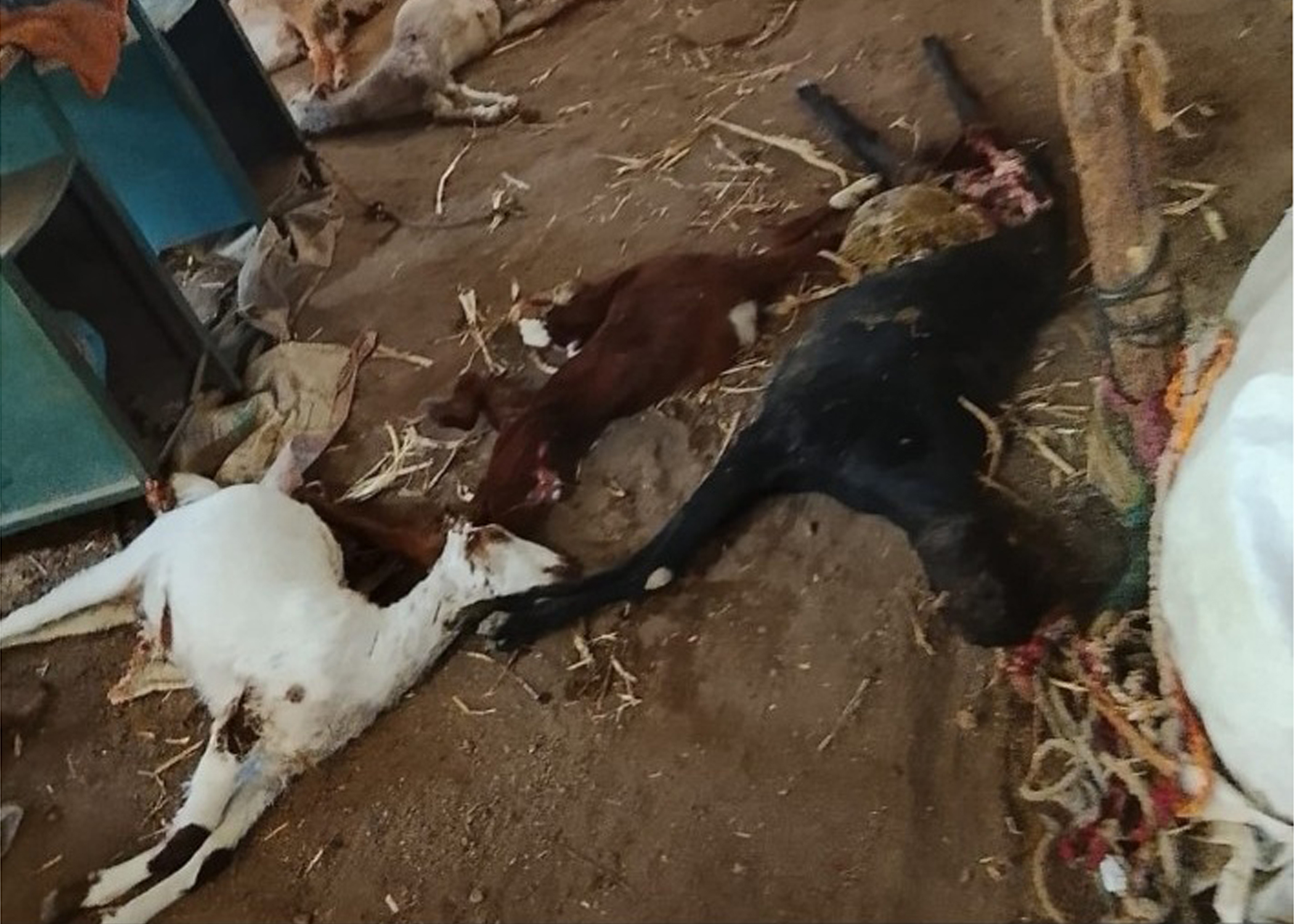 Wagholi Leopard Attack वाघोली येथे बिबट्याची दहशत ! पहाटेच्या हल्ल्यात ६ शेळ्या ठार; ग्रामस्थांमध्ये भीती 1 Wagholi Leopard Attack वाघोली येथे बिबट्याची दहशत ! पहाटेच्या हल्ल्यात ६ शेळ्या ठार; ग्रामस्थांमध्ये भीती