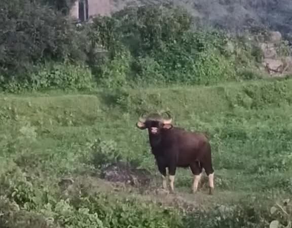 Chavaneshwar Satara पर्यटनस्थळ असलेल्या चवणेश्वरमध्ये रानगव्यांचा वावर, गव्यांच्या दहशतीने शेतकरी चिंतेत