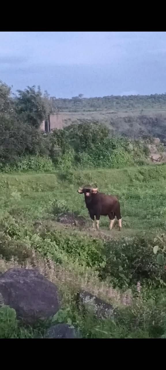 Chavaneshwar Satara पर्यटनस्थळ असलेल्या चवणेश्वरमध्ये रानगव्यांचा वावर, गव्यांच्या दहशतीने शेतकरी चिंतेत